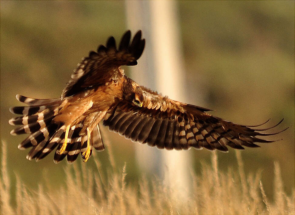 Imagem de Tartaranhão-caçador