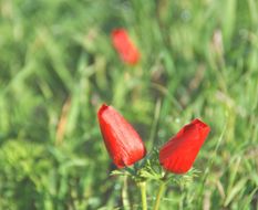 Image of Poppy Anemone