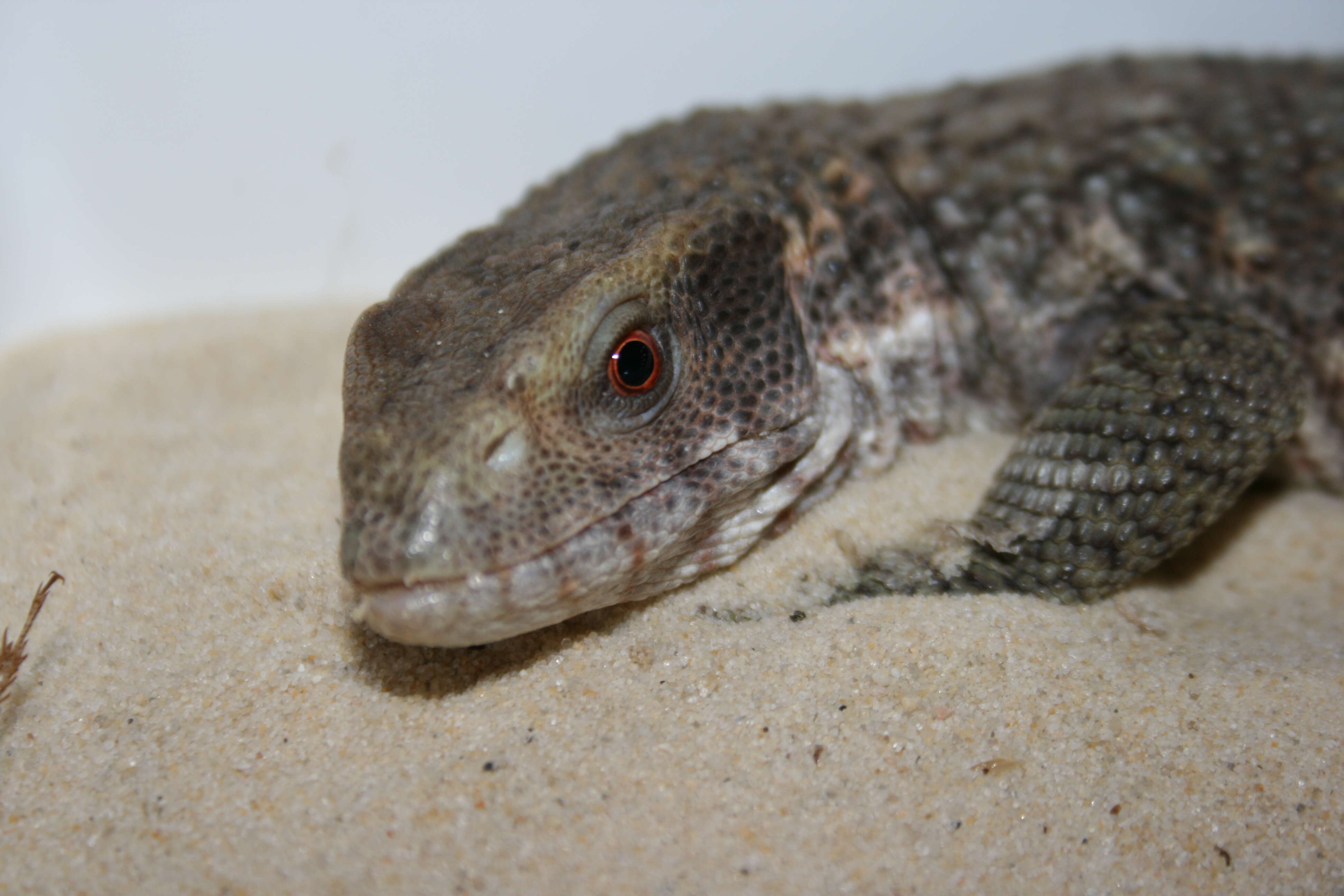 Image of Savannah Monitor