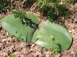 Imagem de Haemanthus sanguineus Jacq.