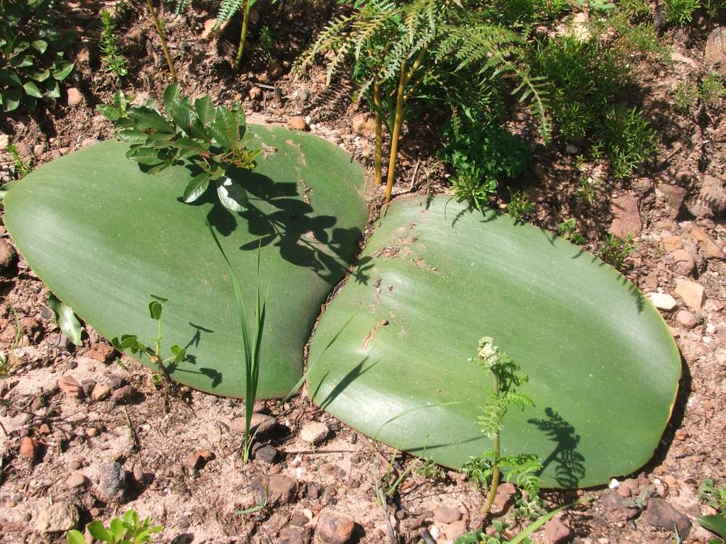 Imagem de Haemanthus sanguineus Jacq.