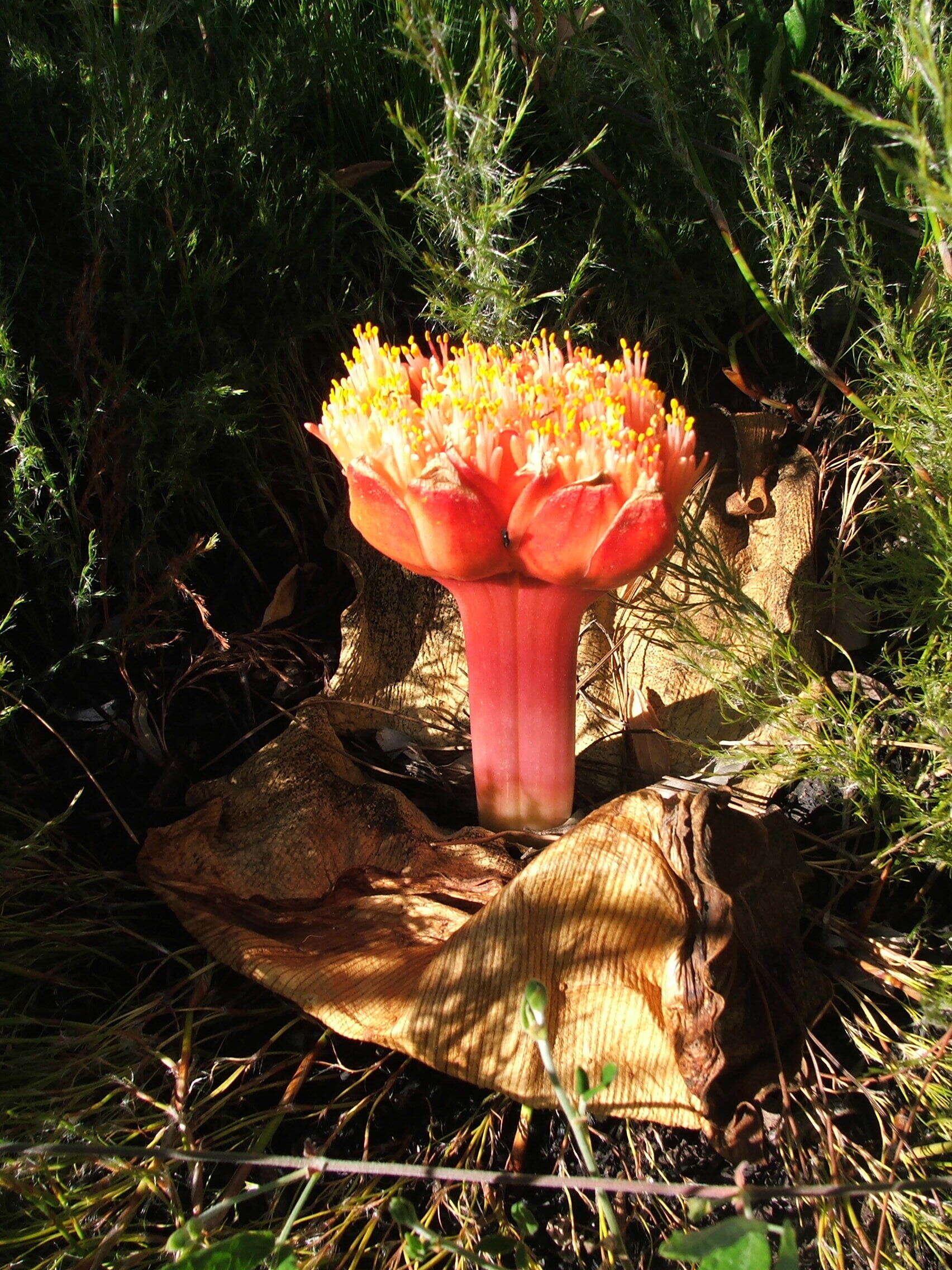 Imagem de Haemanthus sanguineus Jacq.