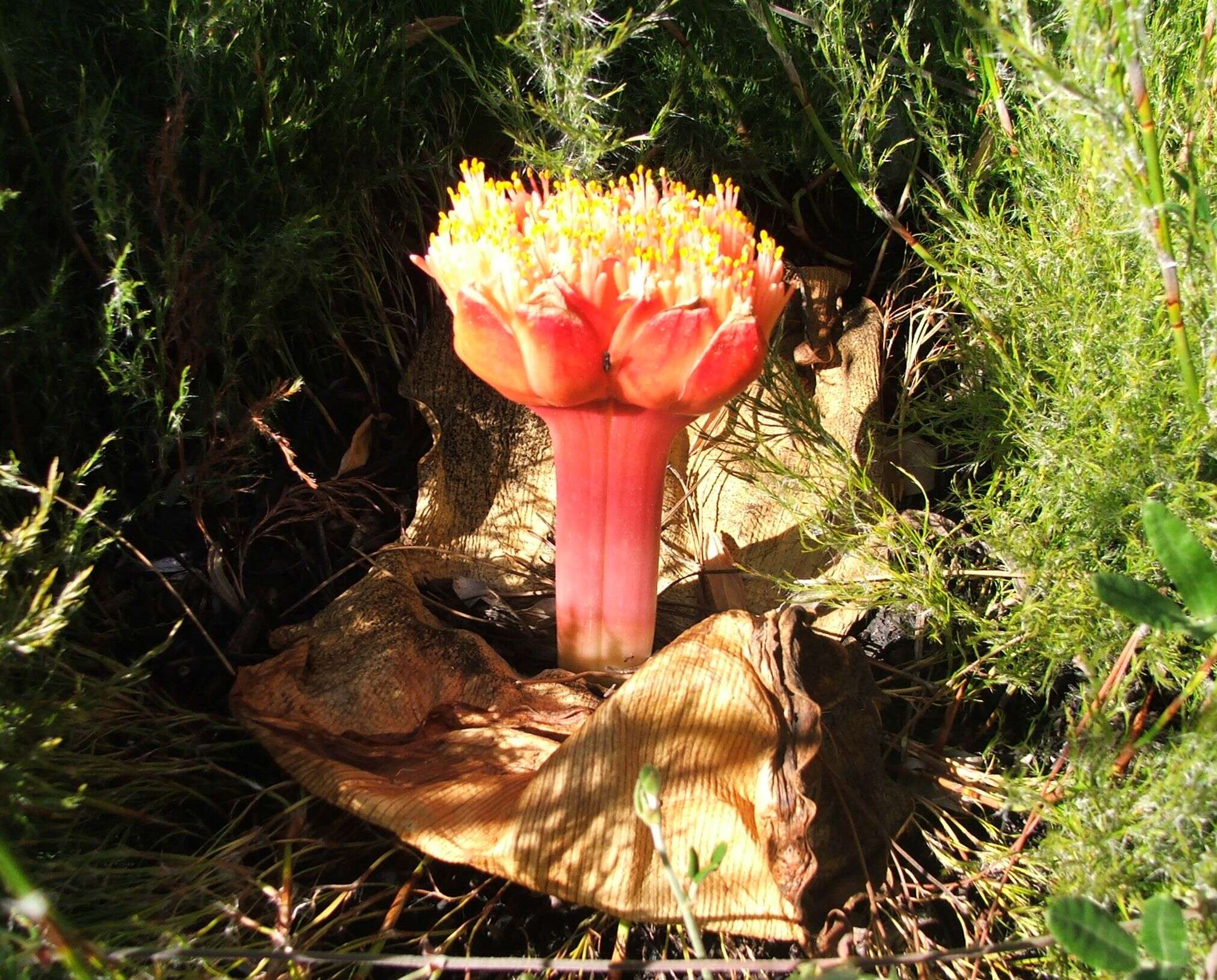 Imagem de Haemanthus sanguineus Jacq.