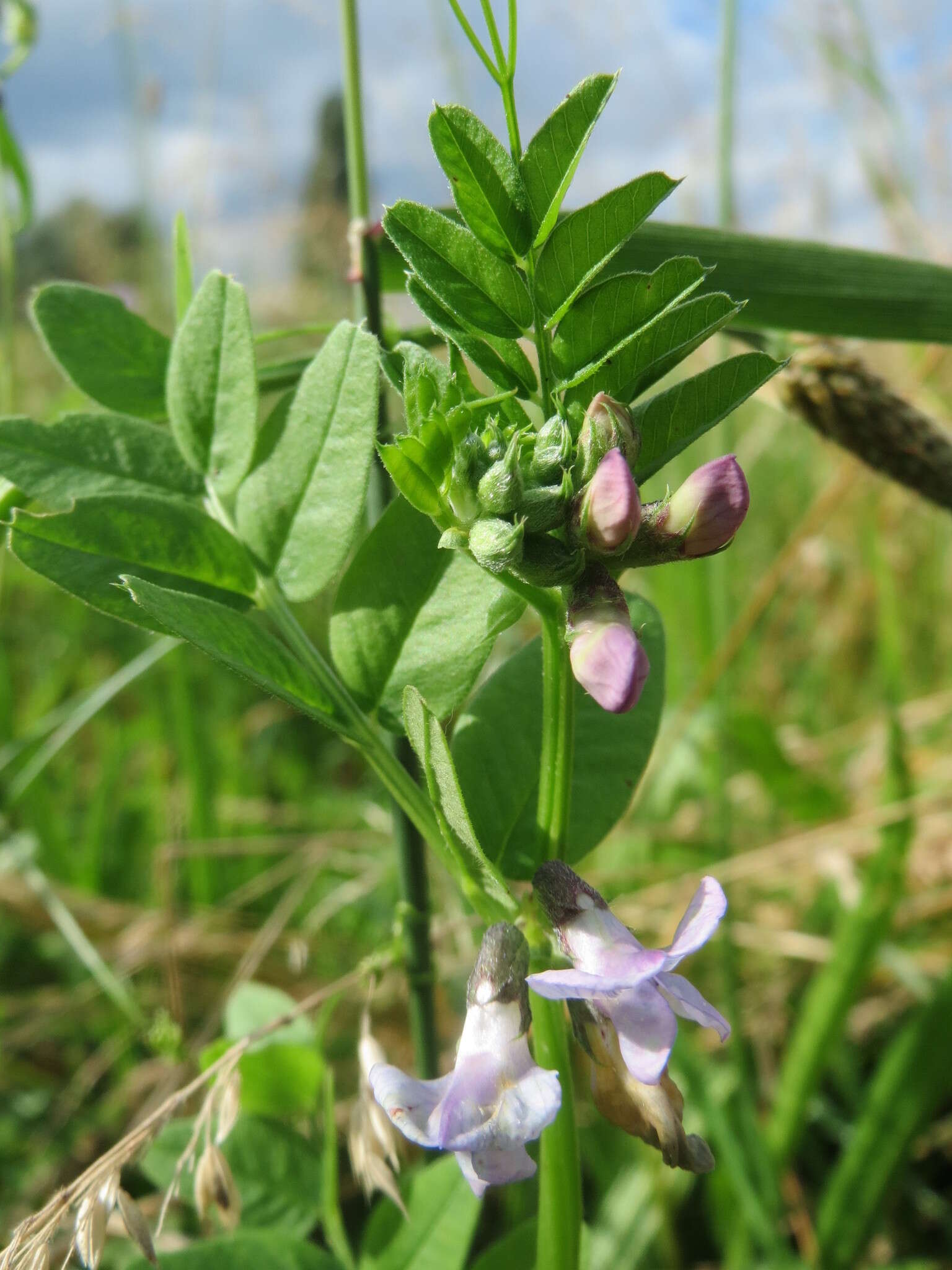 Image of bush vetch