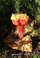 Imagem de Haemanthus sanguineus Jacq.