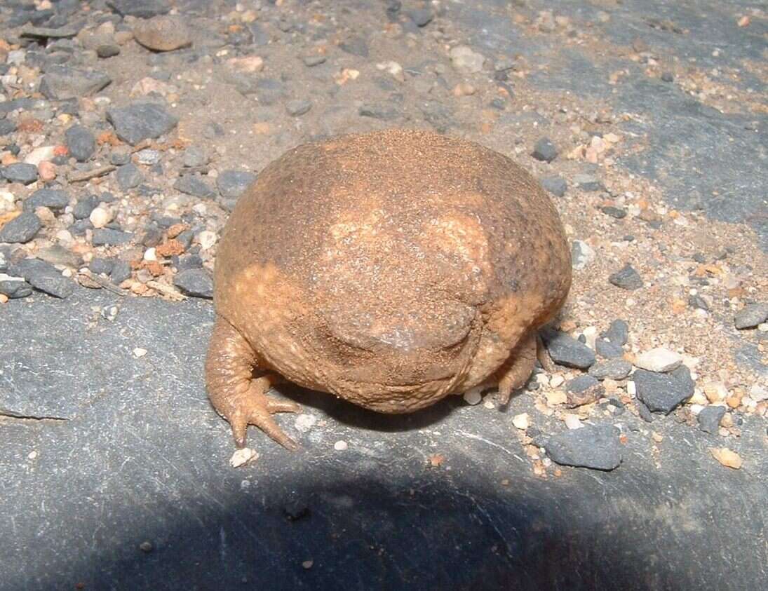 Image of Cape Rain Frog