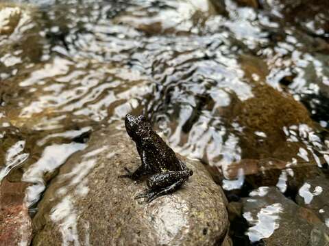 صورة Ansonia muelleri (Boulenger 1887)