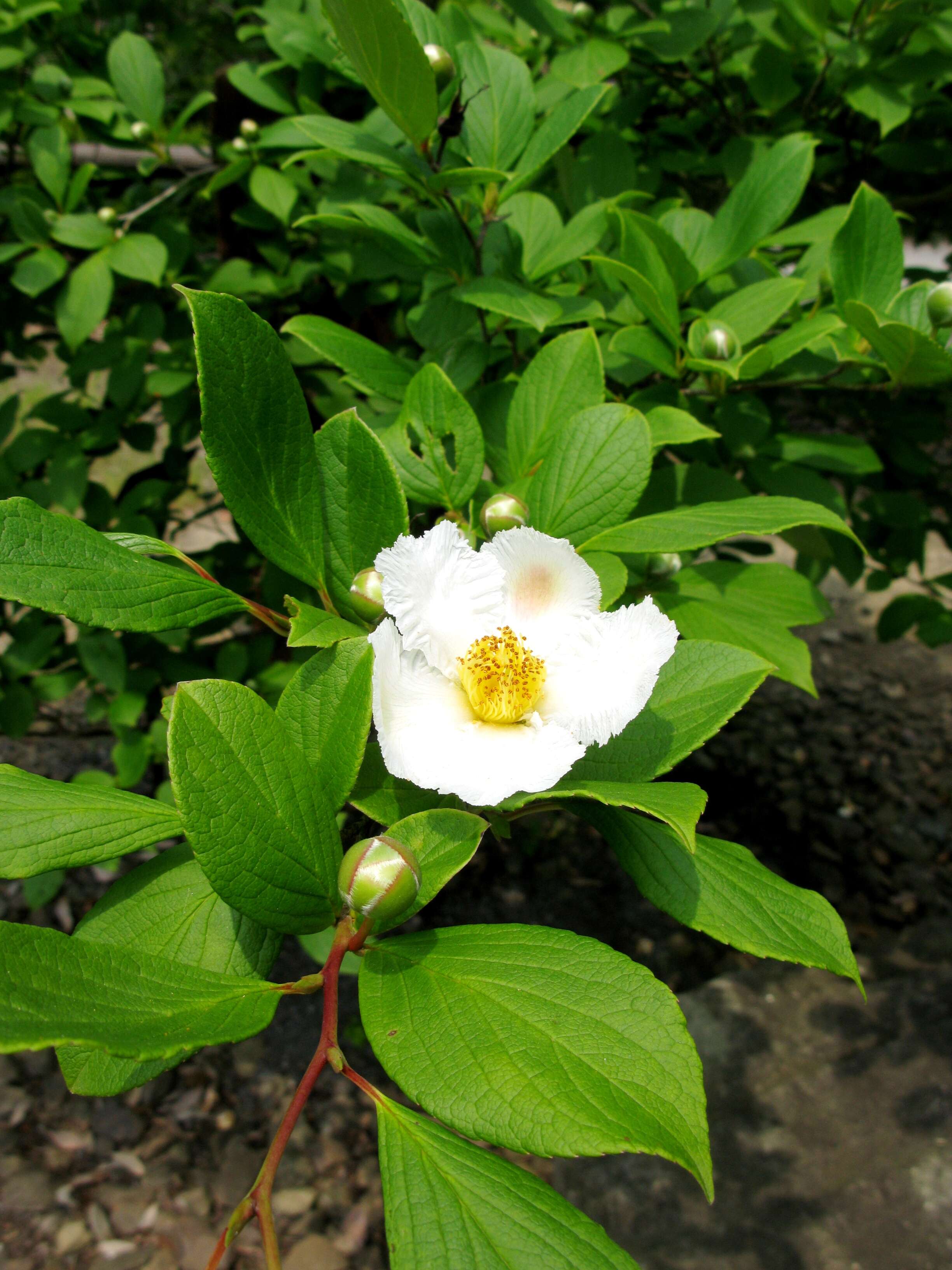 Image of stewartia