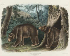 Image of Cinnamon bear