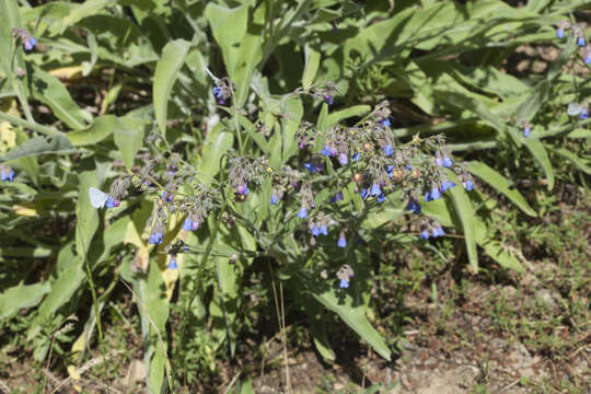 Image of Cynoglossum anchusoides Lindl.