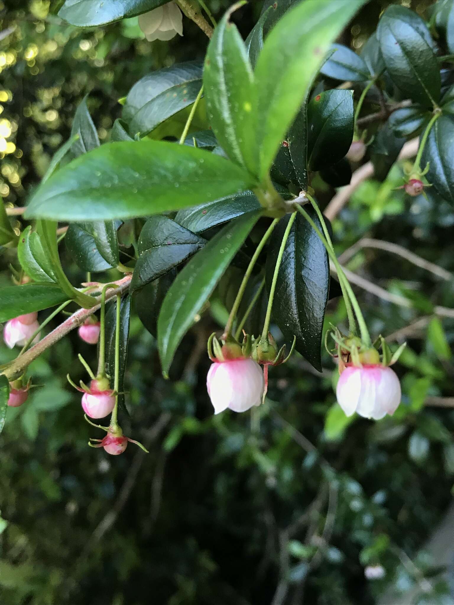 Image of Chilean guava