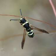 Image de Cephalodynerus unicornis Parker 1964