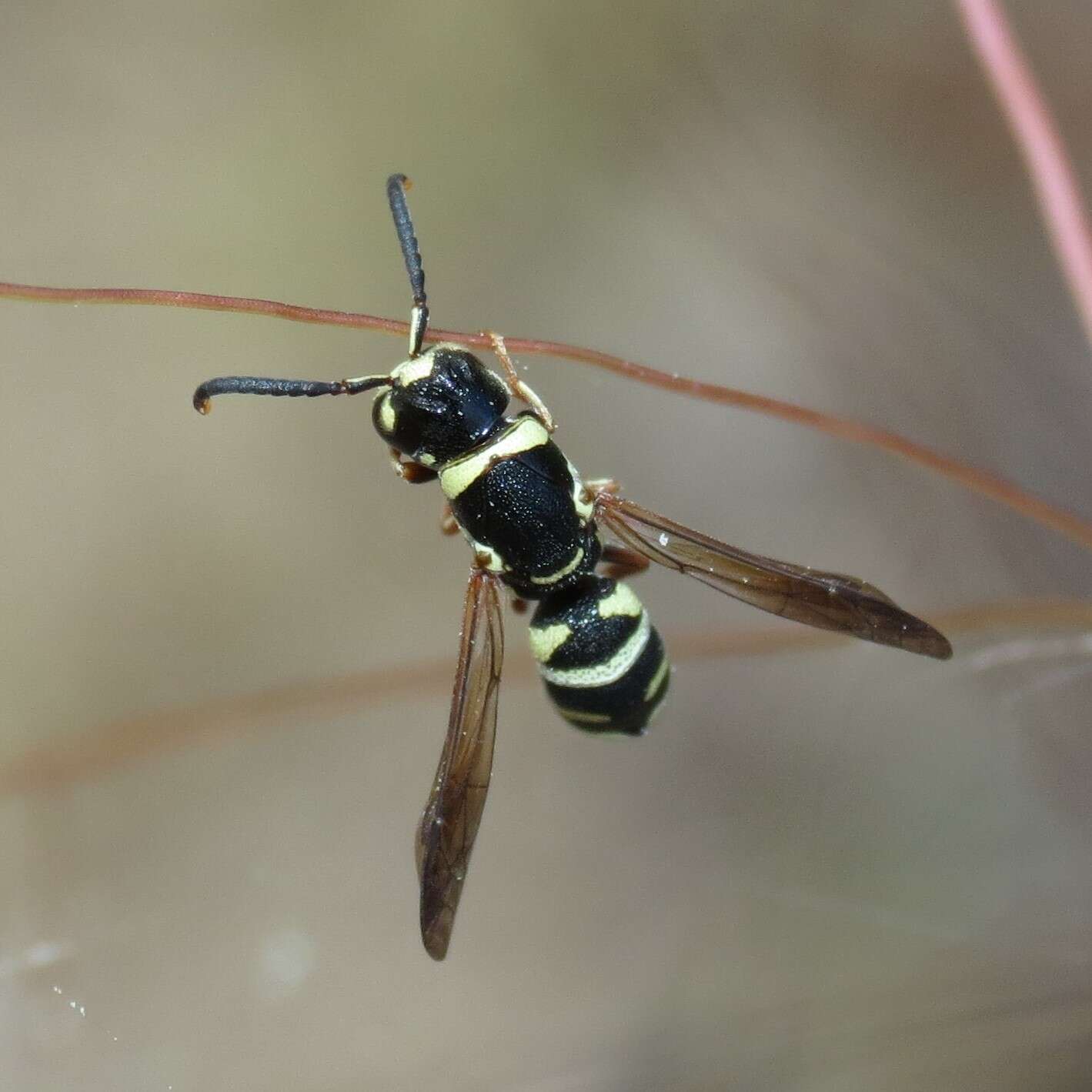 Слика од Cephalodynerus unicornis Parker 1964