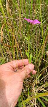 Image of marsh rose gentian