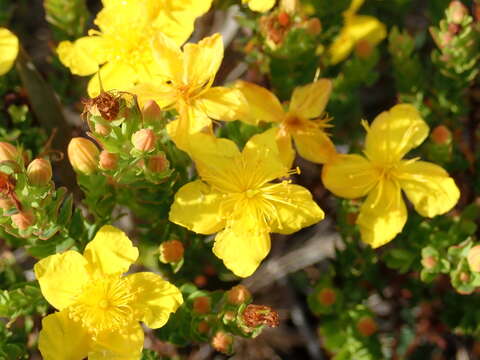 Sivun Hypericum microsepalum (Torr. & Gray) Gray kuva