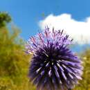 Image de Echinops adenocaulos Boiss.