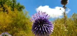 Image de Echinops adenocaulos Boiss.