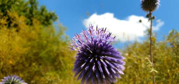 Image of Echinops adenocaulos Boiss.