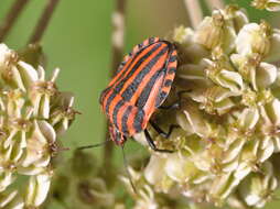 Image of <i>Graphosoma italicum</i>