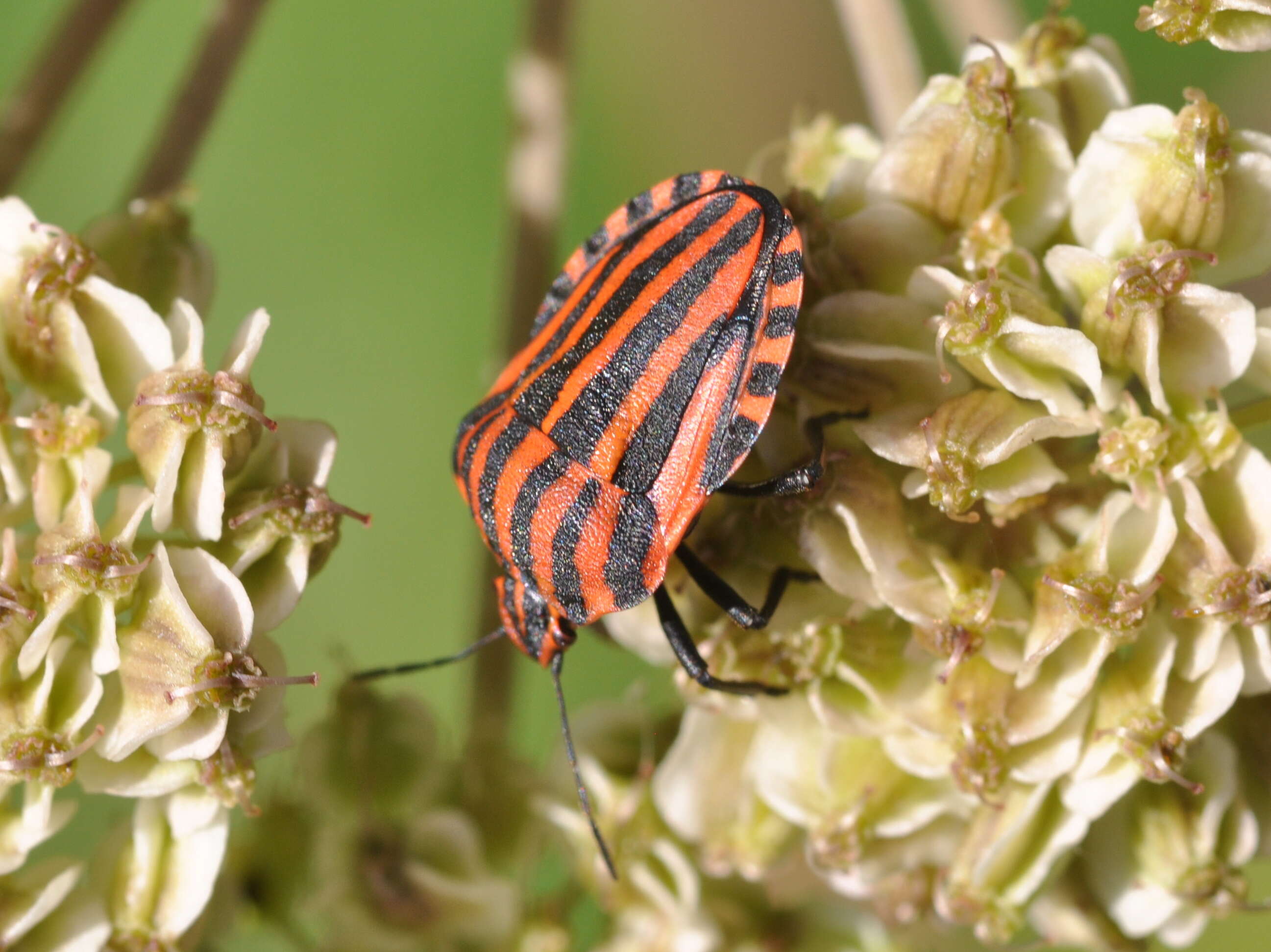 Image of <i>Graphosoma italicum</i>