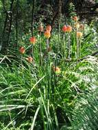 Imagem de Kniphofia uvaria (L.) Oken