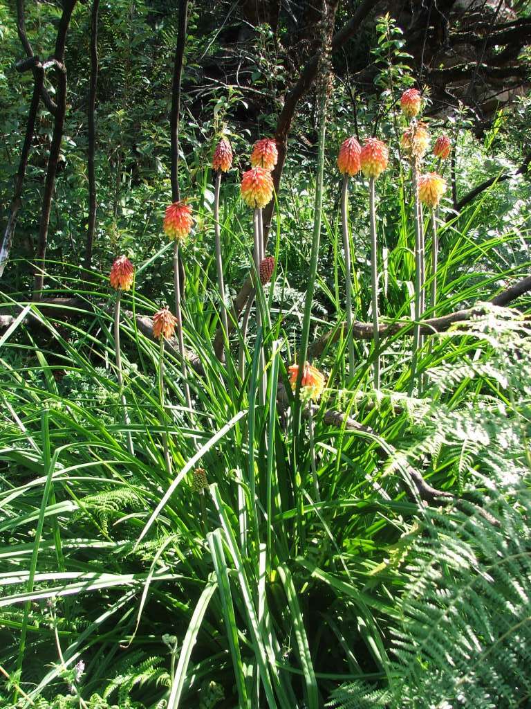 Imagem de Kniphofia uvaria (L.) Oken