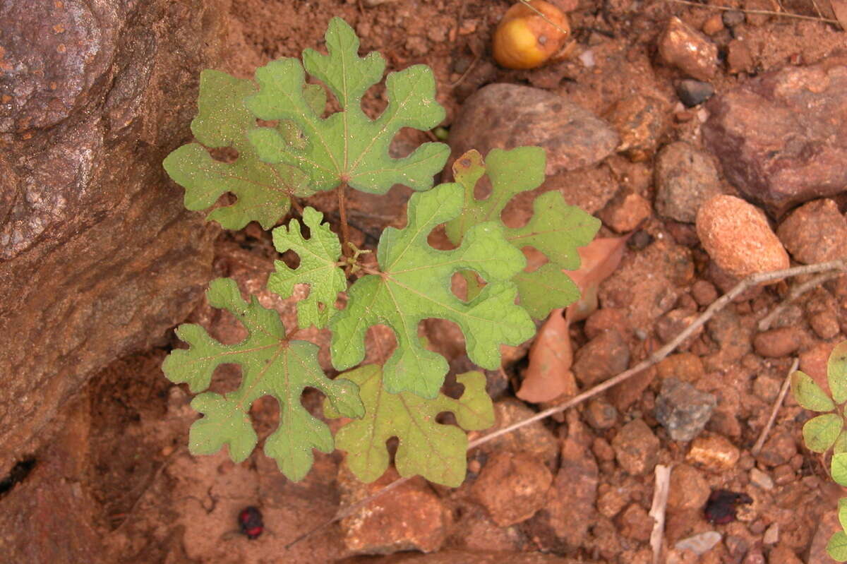 Image of Urena lobata subsp. sinuata (L.) Borss. Waalk.