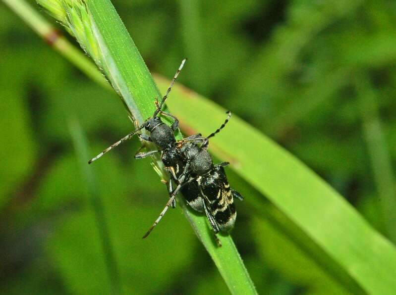 Image of grey-coated longhorn beetle