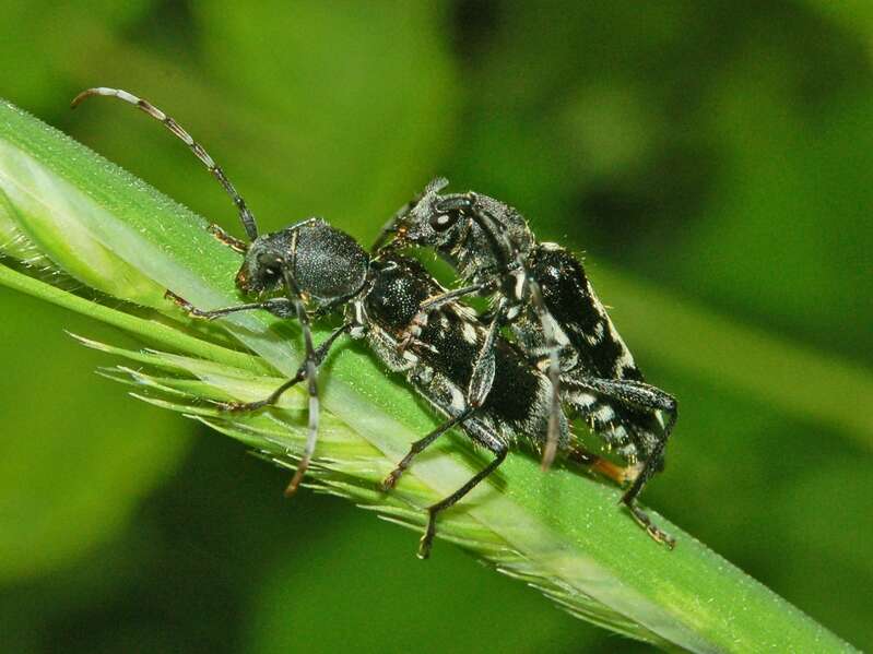 Image of grey-coated longhorn beetle