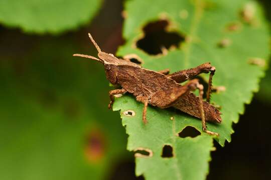 Tropidostethus resmi