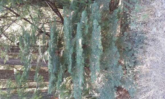 Image of Abies concolor (Gordon) Lindl. ex Hildebr.