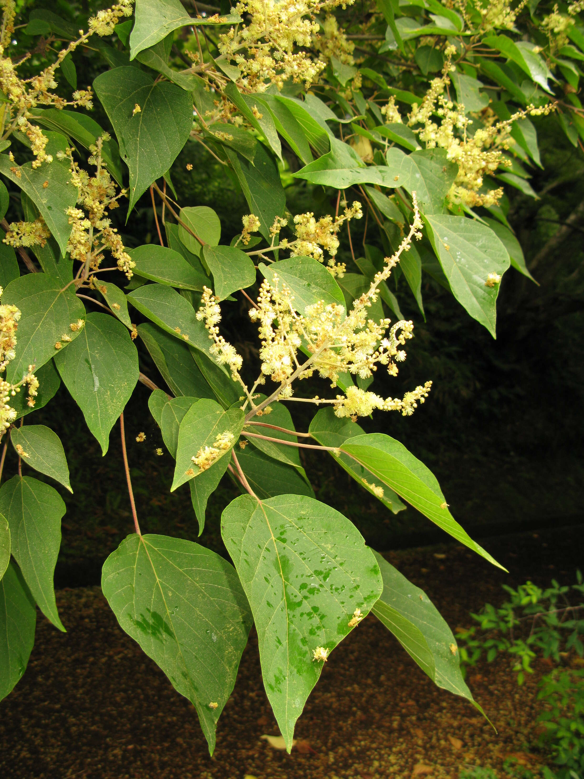 Image of Mallotus japonicus (L. fil.) Müll. Arg.