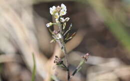 صورة Draba brachycarpa Nutt.