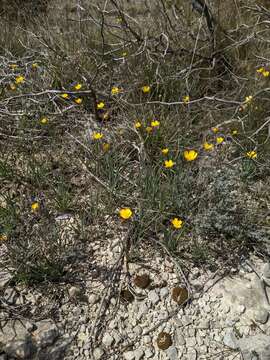 Image of Ranunculus gramineus L.