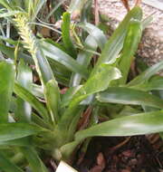 Image of Aechmea gamosepala Wittm.