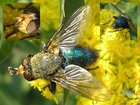 Image of bluebottle blow fly