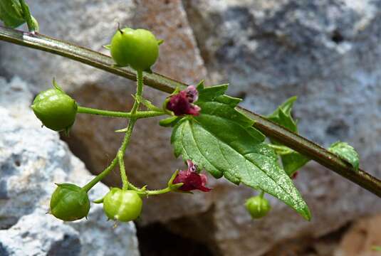 Imagem de Scrophularia peregrina L.