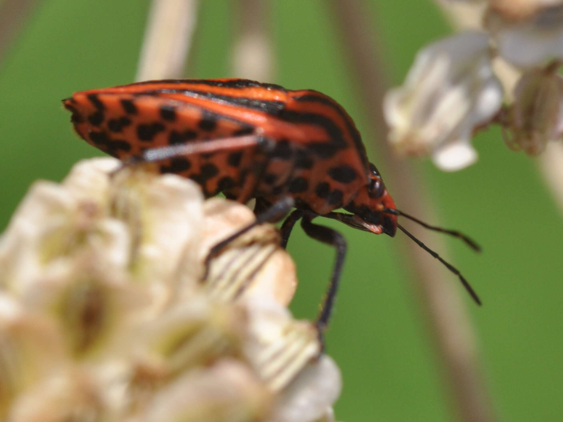 Image of <i>Graphosoma italicum</i>