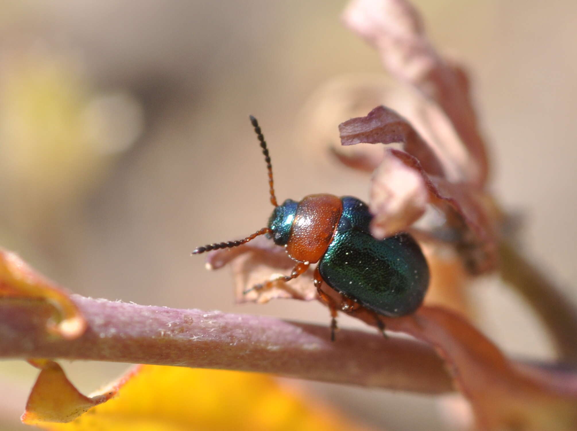 Image of Knotweed Leaf Beetle