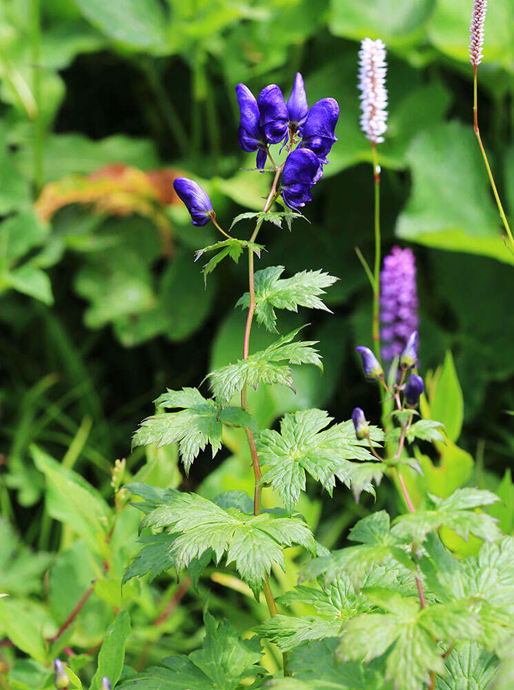 Image of Aconitum sczukinii Turcz.