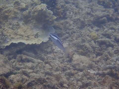 Image of Three-lined monocle bream