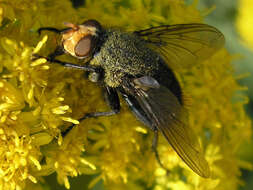 Image of bluebottle blow fly