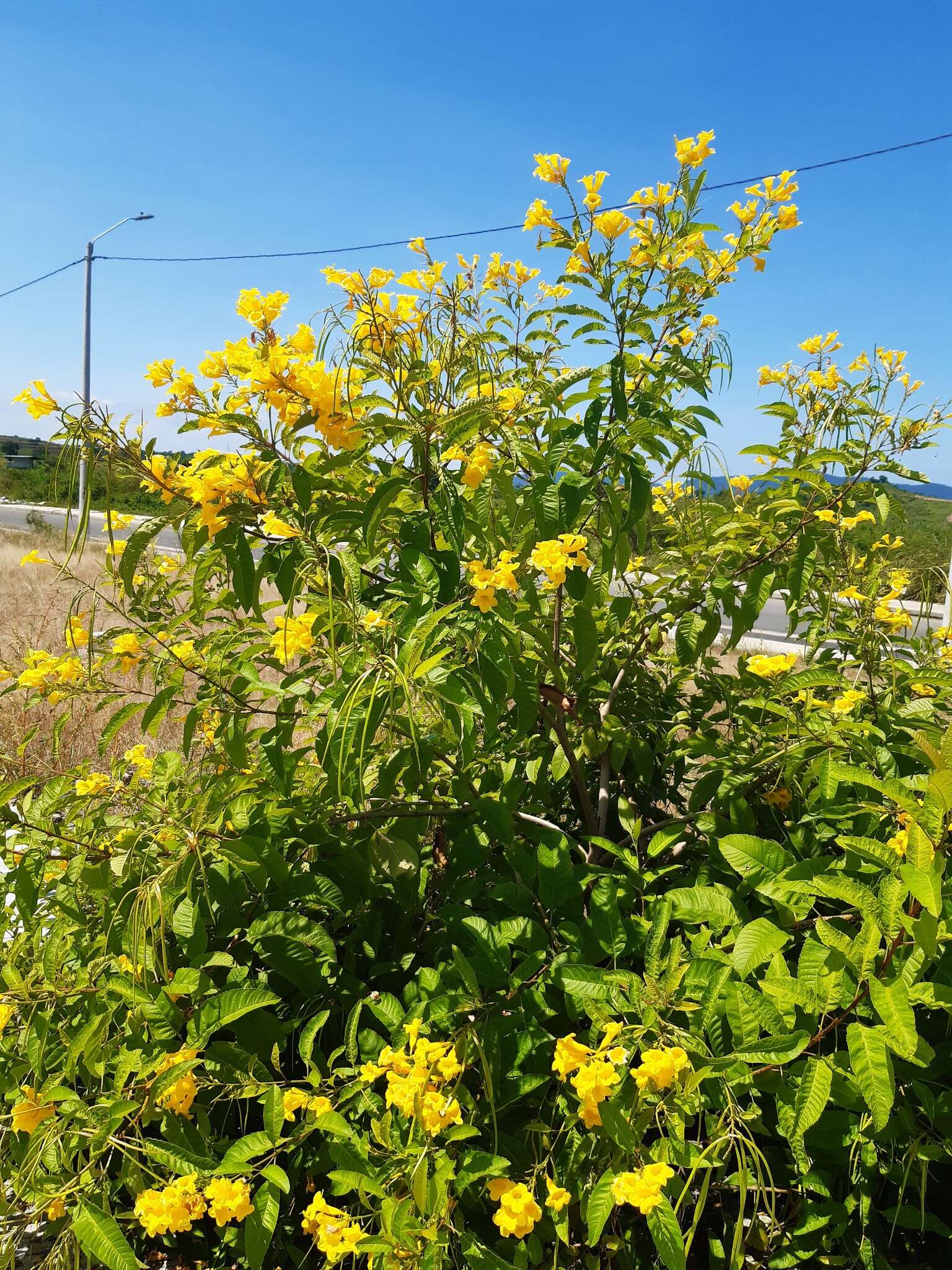 Image of chestnutleaf trumpetbush