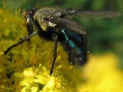 Image of bluebottle blow fly