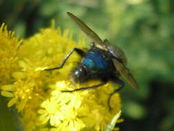 Image of bluebottle blow fly