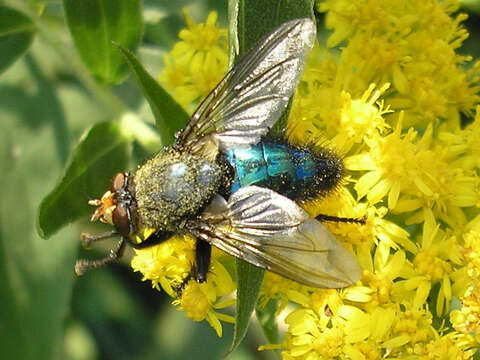 Image of bluebottle blow fly