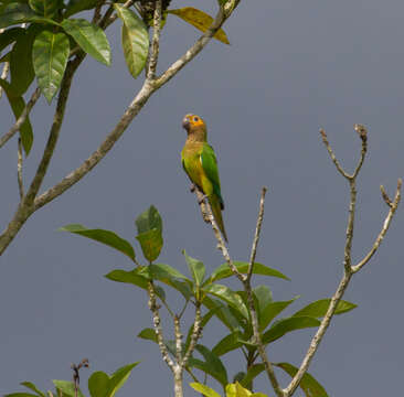 Image of Brown-throated Parakeet