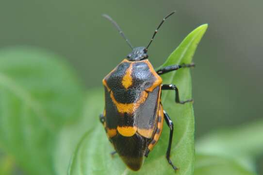 Image of Oplomus (Polypoecilus) dichrous (Herrich-Schaeffer 1838)