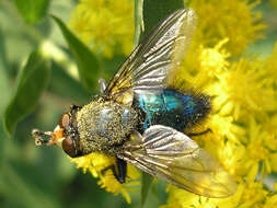 Image of bluebottle blow fly