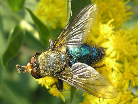 Image of bluebottle blow fly